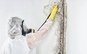 Best Water Damage & Mold Remediation  in Strum, WI